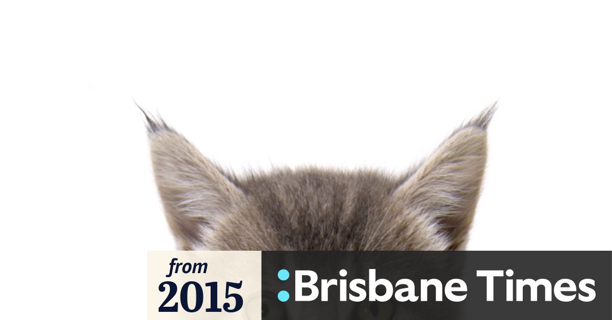 Brisbane City Council defends cat trap policy
